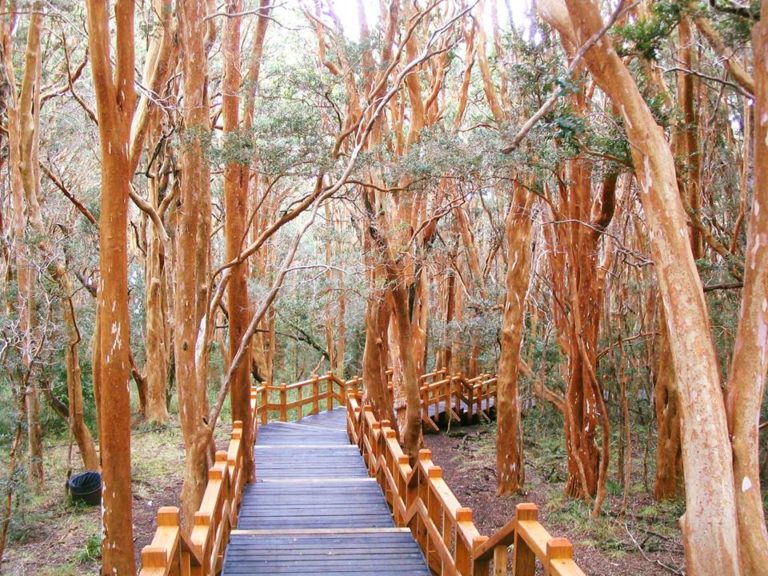 Isla Victoria y Bosque de Arrayanes – Simple – Cau Cau – Surface Travel